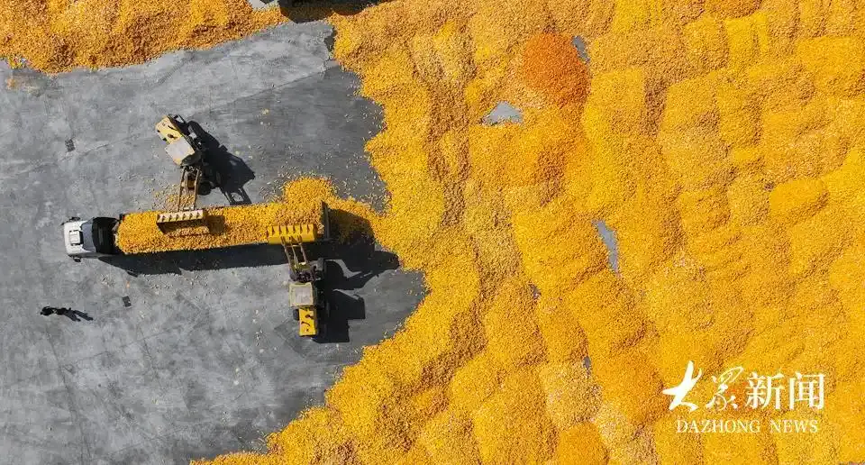 查丨破“碱”重生开元棋牌蹲点调