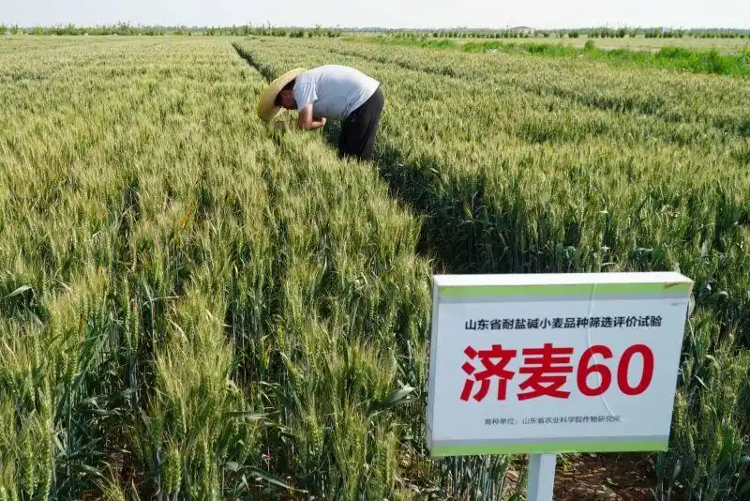 查丨破“碱”重生开元棋牌蹲点调(图4)