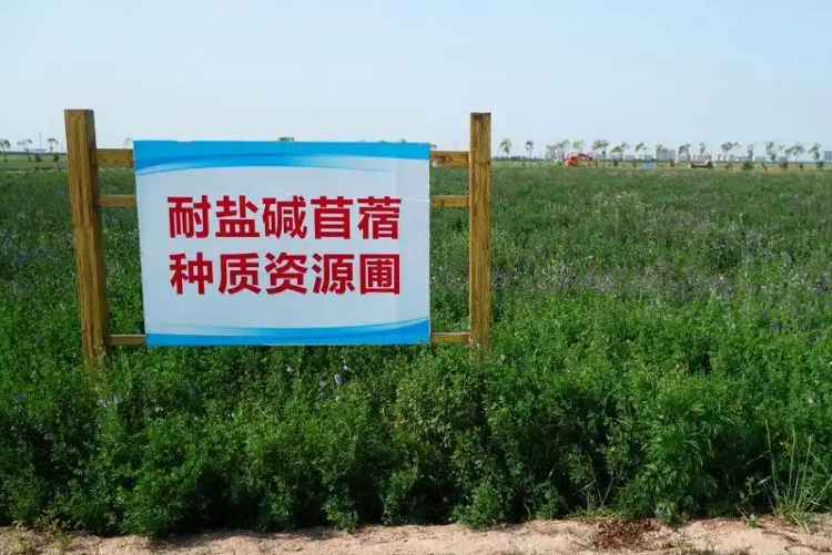 查丨破“碱”重生开元棋牌蹲点调(图6)